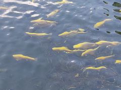 -凤凰山国家森林公园