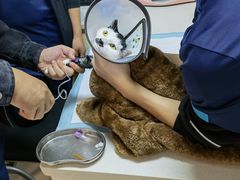 -乐琪宠物医院·犬猫专科·骨外科·急重症
