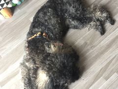 -佳雯宠物医院(四明中路分院)