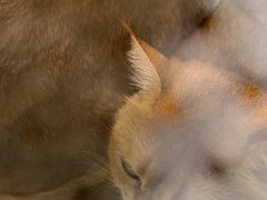 -佳雯宠物医院·皮肤科·内外科(春晓路分院)