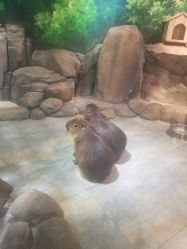 点击看大图 -哈尼鹿儿童乐园(兰州东瓯店)