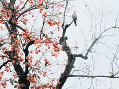 -拙政园
