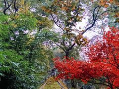 -岳麓山风景名胜区
