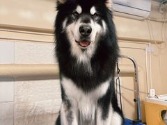 -派多格宠物(御景湾店)