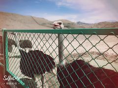 -新疆天山野生动物园