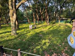 -上海共青森林公园