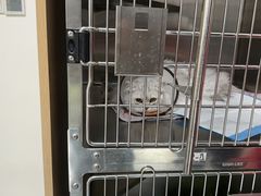 -艾贝尔宠物医院·24H转诊中心·肿瘤猫专科(江宁双龙店)