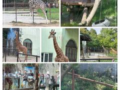 -红山森林动物园