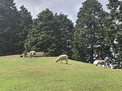 -神户市立六甲山牧场