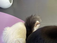 -十年猫舍·猫咪专门店(普陀店)