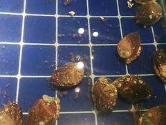 -渔家大院·地道威海菜(石岛店)