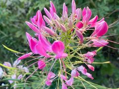 -春花秋色城市公园