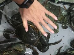 -镇发活海鲜(Clementi)