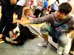 好乖的伯恩山-东浩兰生上海世博展览馆