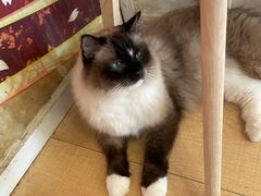 -Let's go狗咖·猫咖·奶狗·桌游(春熙路IFS店)