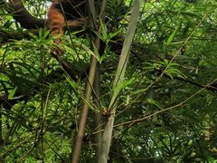 -成都大熊猫繁育研究基地