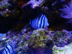 -Zoolung Zoolung动物主题公园(海信广场店)