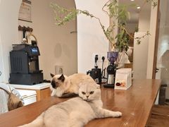 -有猫主题·治愈系猫咖(曾厝垵店)