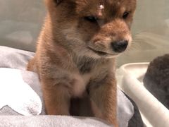 -momokira米努特·德文卷毛猫·棉花面纱犬