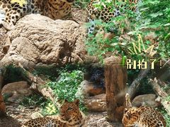 -红山森林动物园