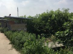 -樂桃源奉贤黄桃种植采摘基地