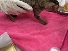 -瑞鹏宠物医院·骨科·猫科·内科(第一中心)