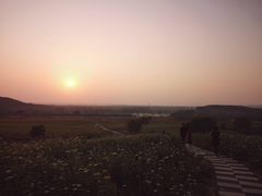 -莲花山花海