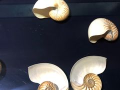 -青岛贝壳博物馆