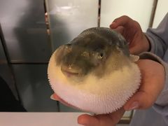-肆月河豚·新淮扬(金融街店)
