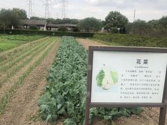 -宏泰园蔬果专业合作社