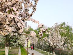 -海棠花溪(元大都城垣遗址公园)