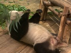 -深圳野生动物园