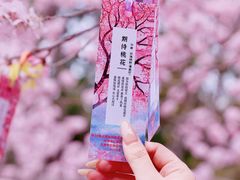 -桃花堤公园