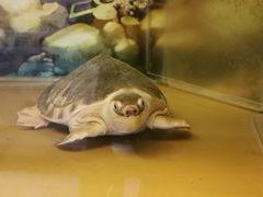 -上海大自然野生昆虫馆(东方明珠·爬宠昆虫探索中心)