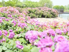 -上海辰山植物园