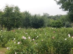 -西青郊野公园
