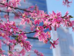 -香蜜公园