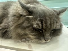 -安格丽娜·狗咖·猫咖羊驼咖(春熙路百盛商场店)