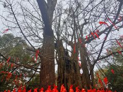 -西湖风景区十里琅珰-五云山