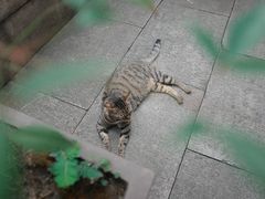 -西园寺素食(西园弄戒幢律寺店)