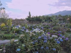 -猫米花园
