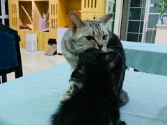 -鼓捣猫呢主题猫咖店