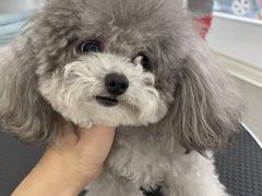 -BABYDOG宝贝狗宠物乐园(欧洲城店)