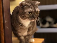 -more than meow吴止猫主题餐厅(承德 中船汇店)