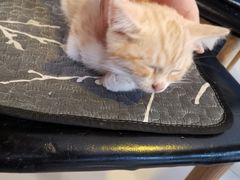-平行世界·猫咖(首经贸店)