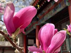 -颐和园
