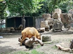 -上海野生动物园