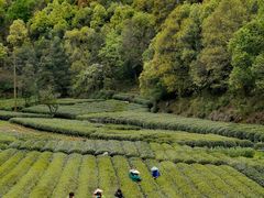 -龙坞茶村