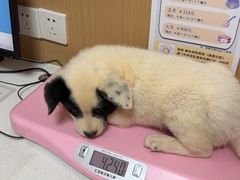 -瑞派康怡24h宠物医院·犬猫医疗中心·微创绝育(瑞景分院)