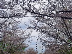 -顾村公园
